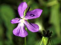 Dünnsporniges Fettkraut